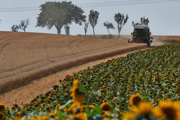 Mähdrescher am Feld