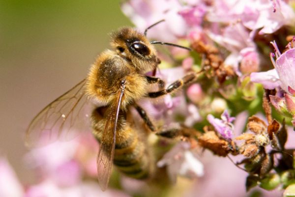 Le travail de l'apiculteur