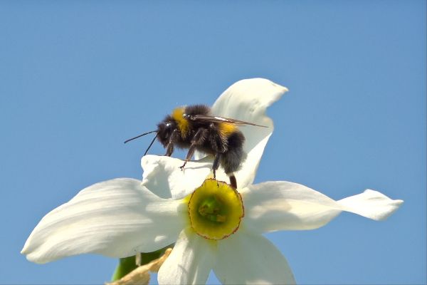 Erdhummel auf Narzisse