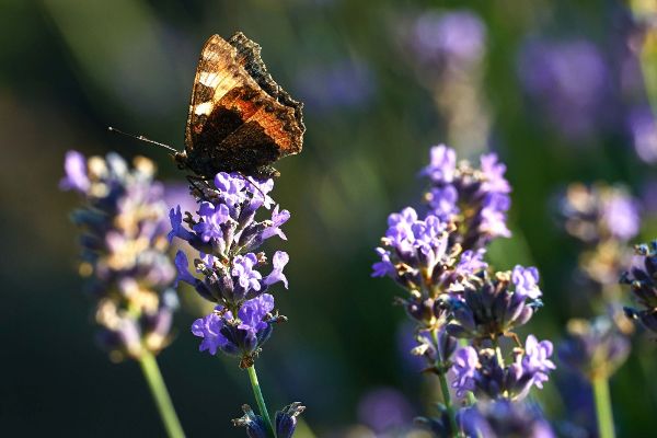 Schmetterling auf einer Pflanze
