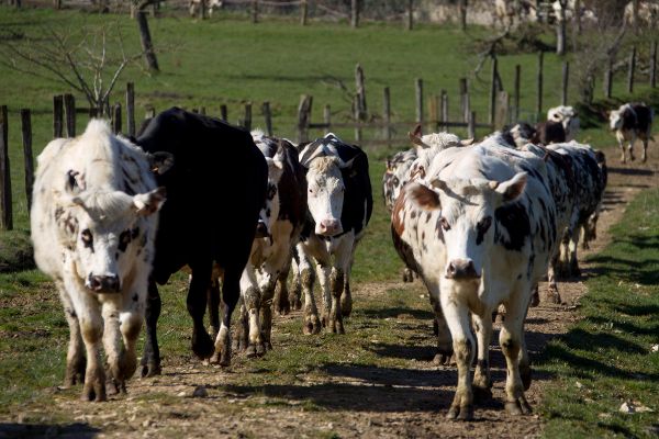Kühe auf dem Weg zur Weide