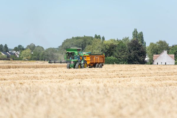 Landwirtschaftliche Maschine mäht ein Weizenfeld