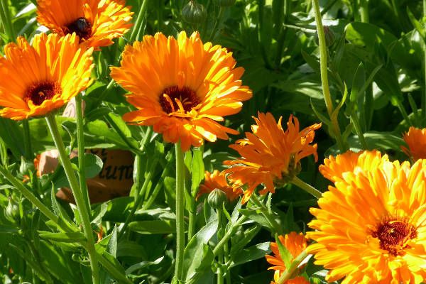 Pflanzenvielfalt. Foto: BMLRT/Karin Brier