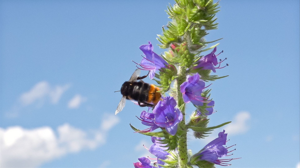 Steinhummel