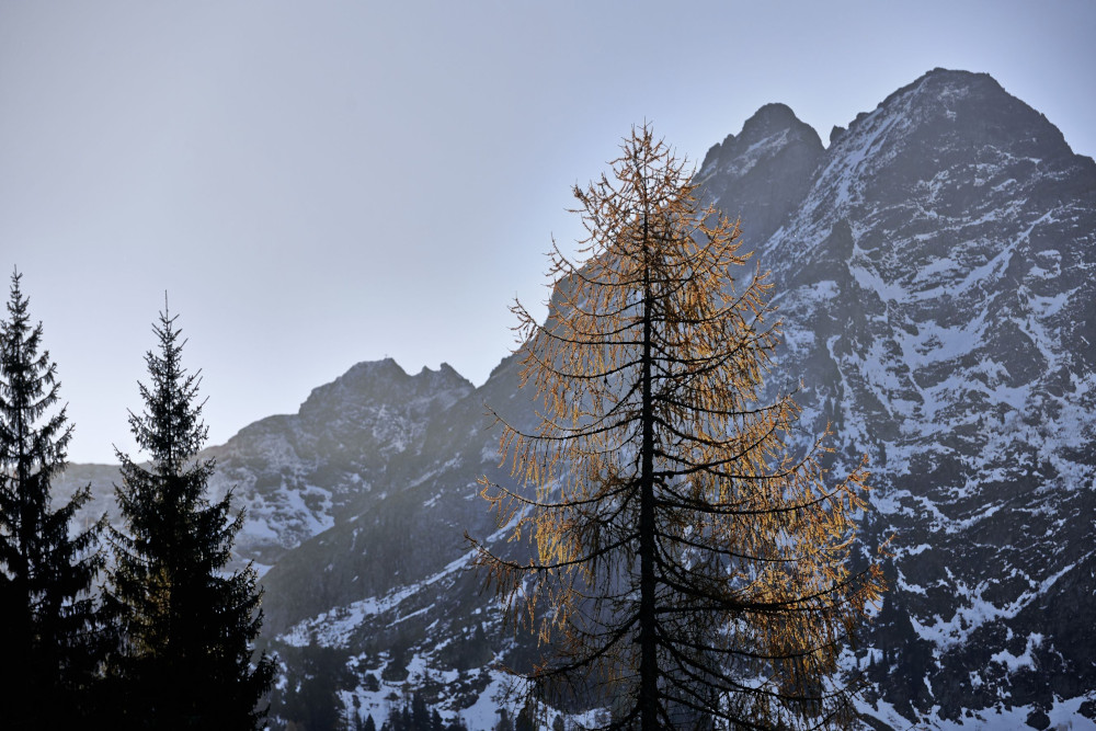 Berglandschaft mit Bäumen im Vordergrund