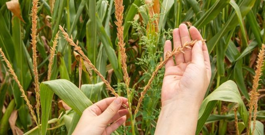 Hands holding a corn plant