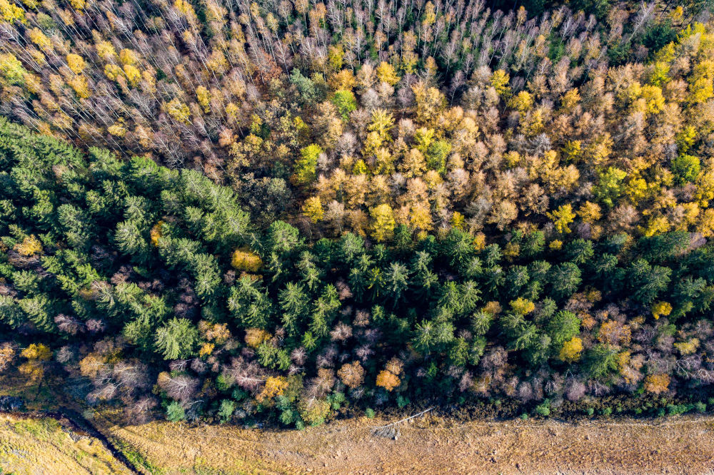 Waldlandschaft in Belgien