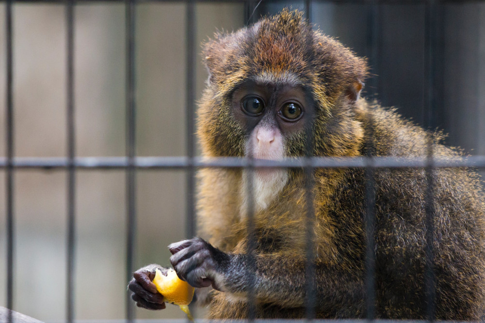 Brauner Affe hinter Gitter
